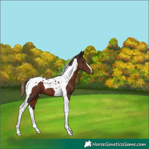Horse Color:Liver Chestnut Tobiano 