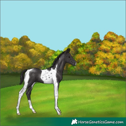Horse Color:Smoky Black Tobiano 