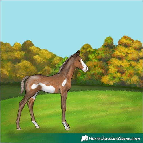Horse Color:Chocolate Palomino Frame 