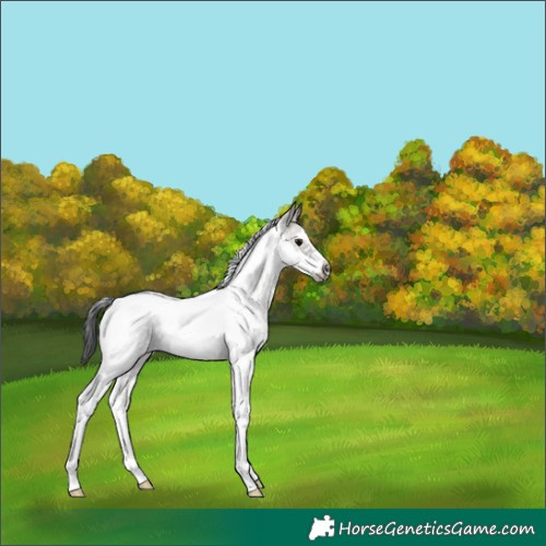 Horse Color:Grullo Sabino Tobiano Frame Rabicano 