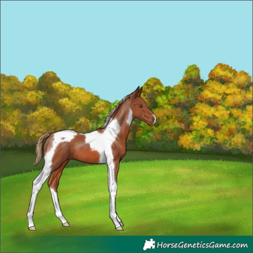 Horse Color:Chestnut Tobiano