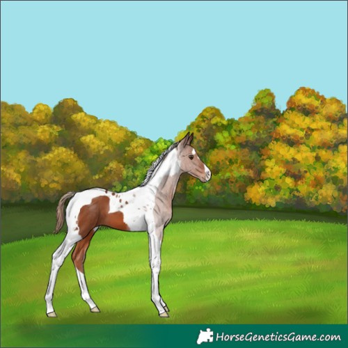 Horse Color:Chestnut Tobiano 