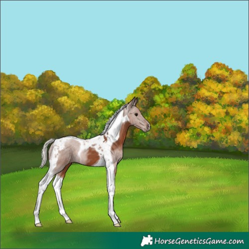 Horse Color:Silver Black Tobiano