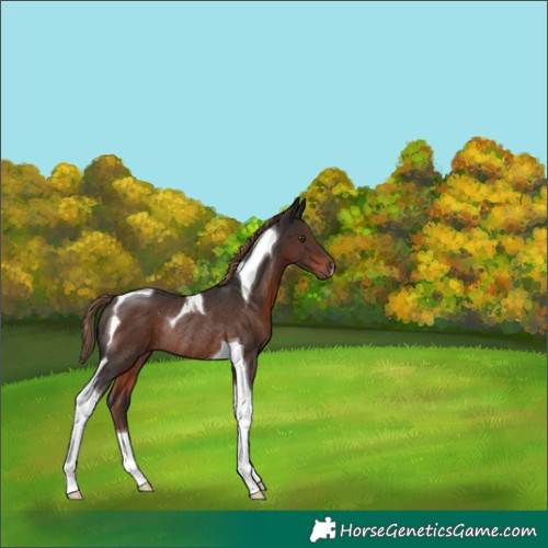 Horse Color:Liver Chestnut Tobiano Rabicano