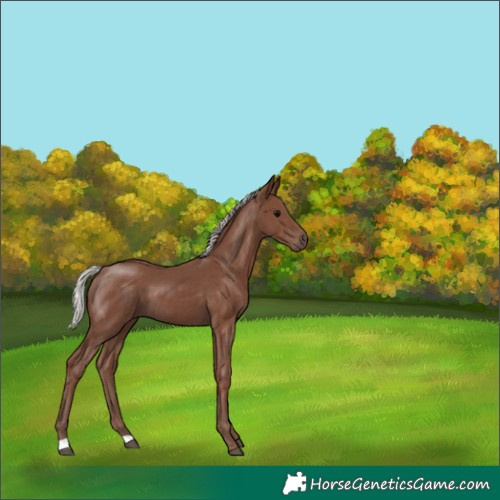 Horse Color:Silver Black 