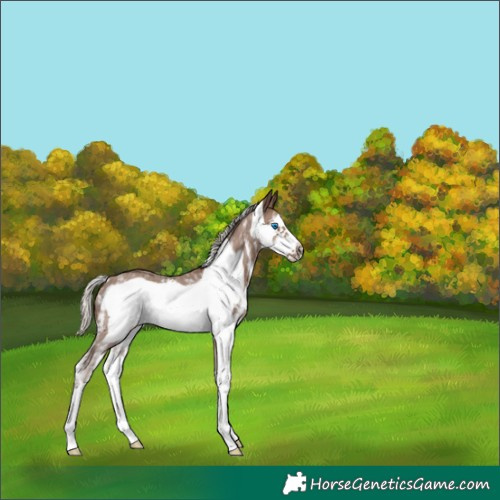 Horse Color:Silver Black Sabino Frame 