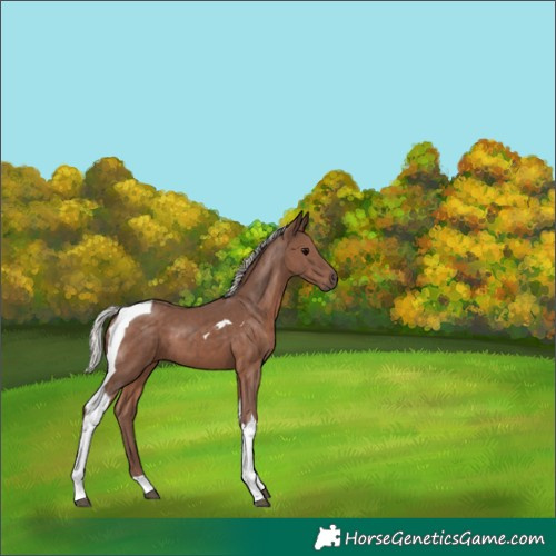 Horse Color:Silver Black Tobiano 