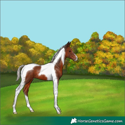 Horse Color:Silver Brown Tobiano