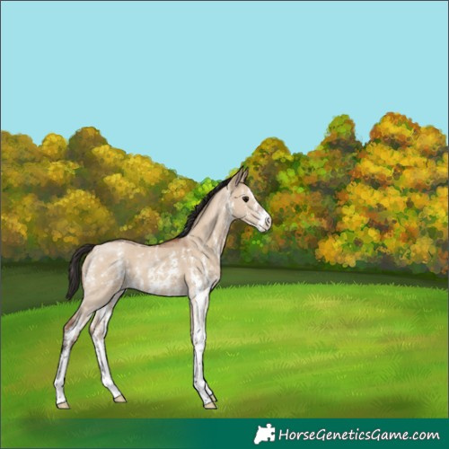 Horse Color:Bay Dun Sabino 