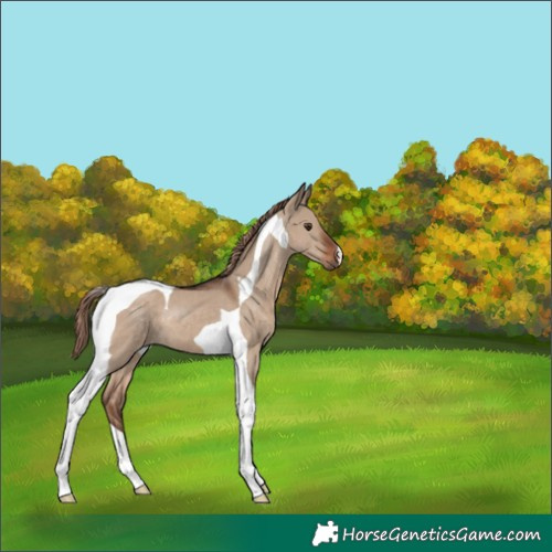 Horse Color:Liver Red Dun Tobiano