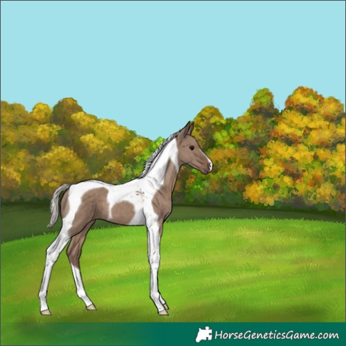 Horse Color:Silver Grullo Tobiano 
