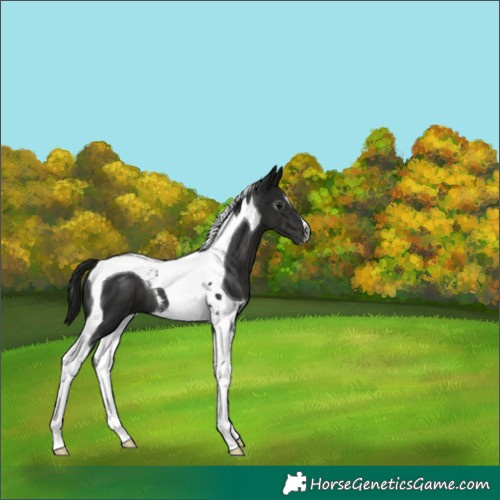 Horse Color:Gray Black Tobiano 