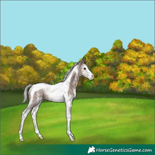 Horse Color:Silver Black Sabino Tobiano Rabicano 