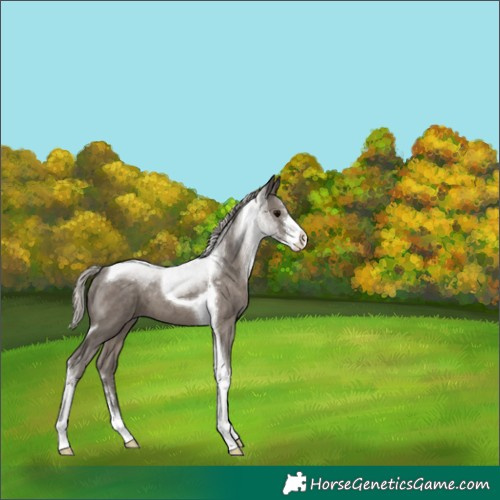 Horse Color:Silver Black Sabino Tobiano 