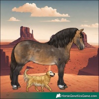 Horse Color:Buckskin 