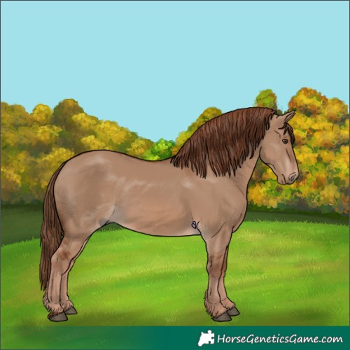 Horse Color:Red Dun 