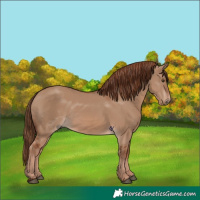 Horse Color:Red Dun 