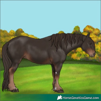 Horse Color:Liver Chestnut 