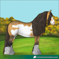Horse Color:Buckskin Frame 