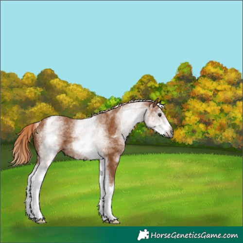 Horse Color:Gray White Spotted Chestnut 