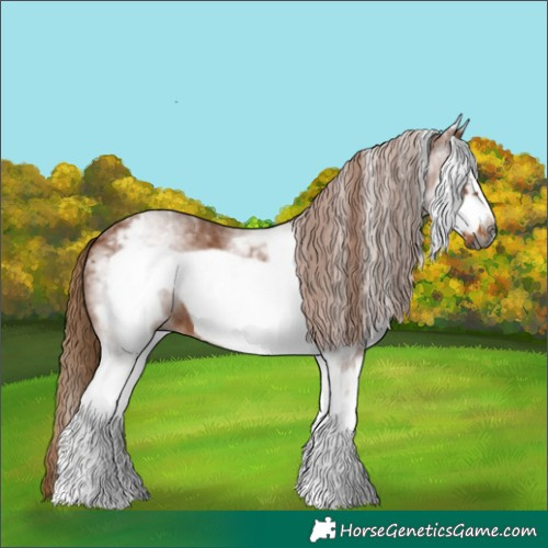 Horse Color:Gray White Spotted Chestnut Frame