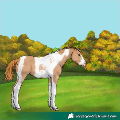 Horse Color:Chestnut Tobiano Frame 