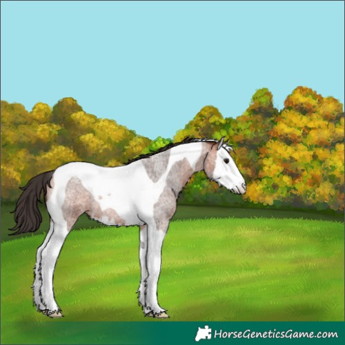 Horse Color:Bay Roan Splash Tobiano 
