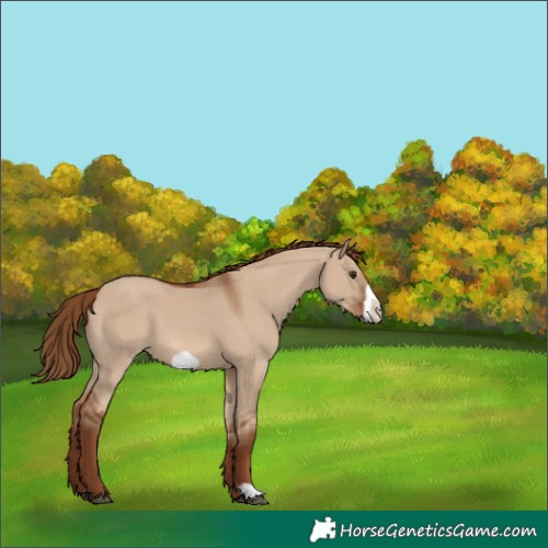 Horse Color:Red Dun Frame 