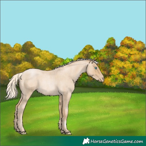 Horse Color:Palomino Roan Pearl 