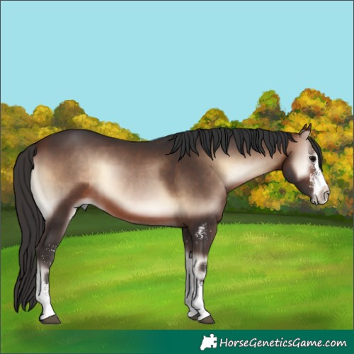 Horse Color:White Spotted Brown Onyx 