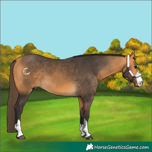 Horse Color:Buckskin 