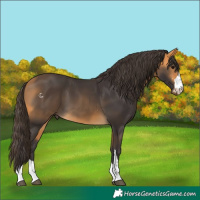 Horse Color:Buckskin