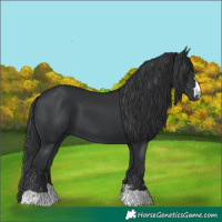 Horse Color:Black 