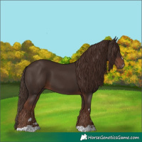 Horse Color:Liver Chestnut 