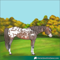 Horse Color:Bay Sabino Splash Near Leopard 