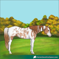 Horse Color:Chestnut Sabino Splash Tobiano Appaloosa 