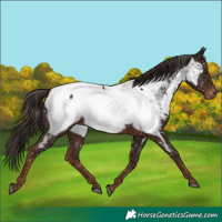 Horse Color:Liver Chestnut Snowcap 
