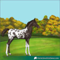 Horse Color:Liver Chestnut Tobiano Appaloosa