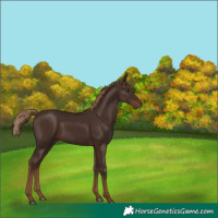 Horse Color:Liver Chestnut 