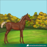 Horse Color:Chestnut 