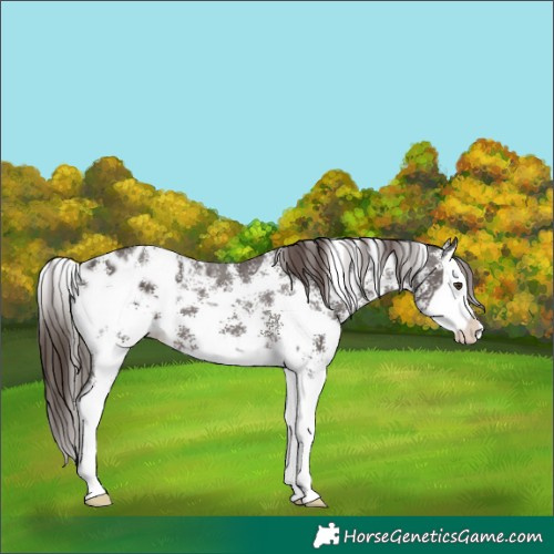 Horse Color:Liver Chestnut Sabino Splash Appaloosa 