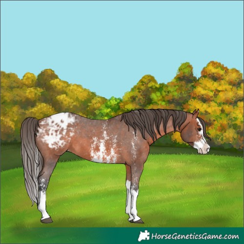 Horse Color:Bay Sabino Splash Appaloosa 
