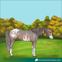 Horse Color:Bay Sabino Splash Appaloosa 
