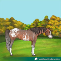 Horse Color:Bay Sabino Splash Appaloosa 
