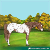 Horse Color:Chestnut Sabino Splash Near Leopard 