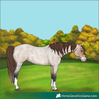 Horse Color:Bay Roan Dun Sabino Splash Appaloosa 