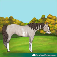 Horse Color:Brown Roan Dun Sabino Splash Varnish