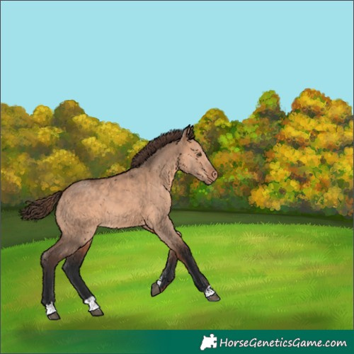 Horse Color:Bay Dun Varnish 