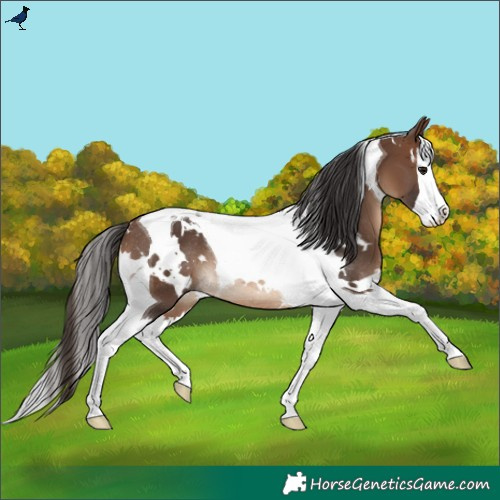 Horse Color:White Spotted Brown Splash Tobiano Rabicano 