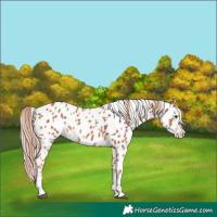 Horse Color:Chestnut Appaloosa 